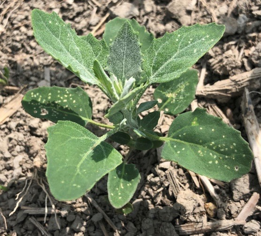 lambsquarters