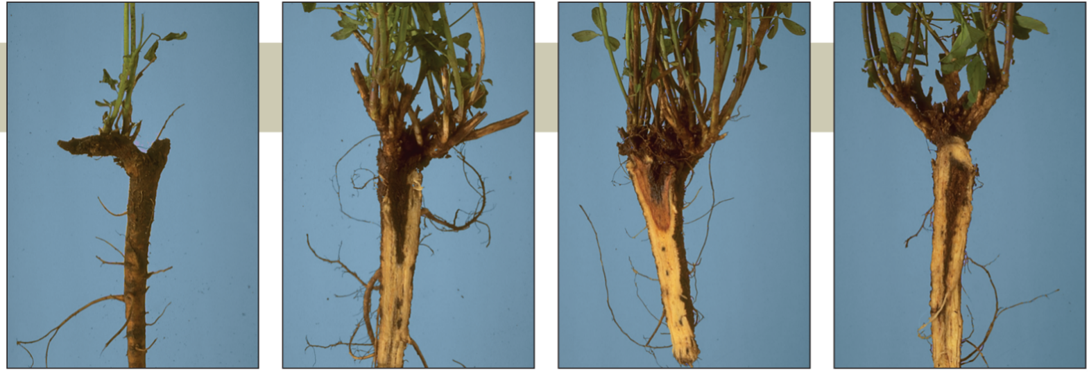 50% and more of the diameter of the root is brown in colour, a sign of rot, smell of decomposition, weak crown and asymmetry of shoots on the crown