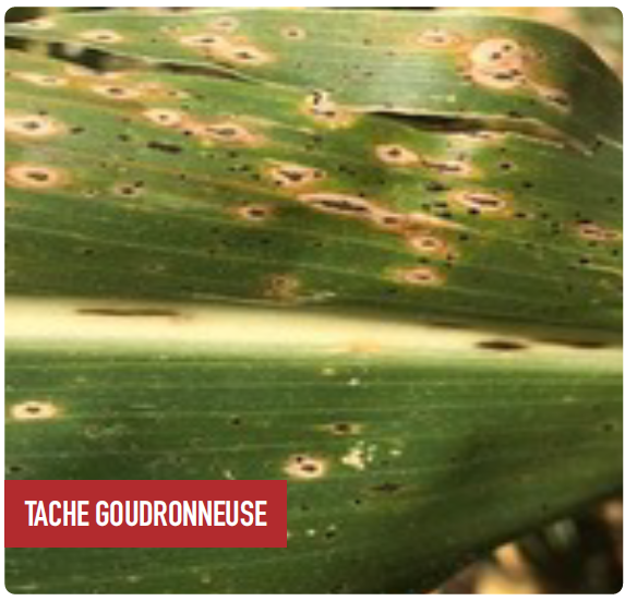 LA TACHE GOUDRONNEUSE