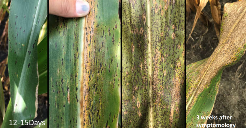 Identifying tar spot damage