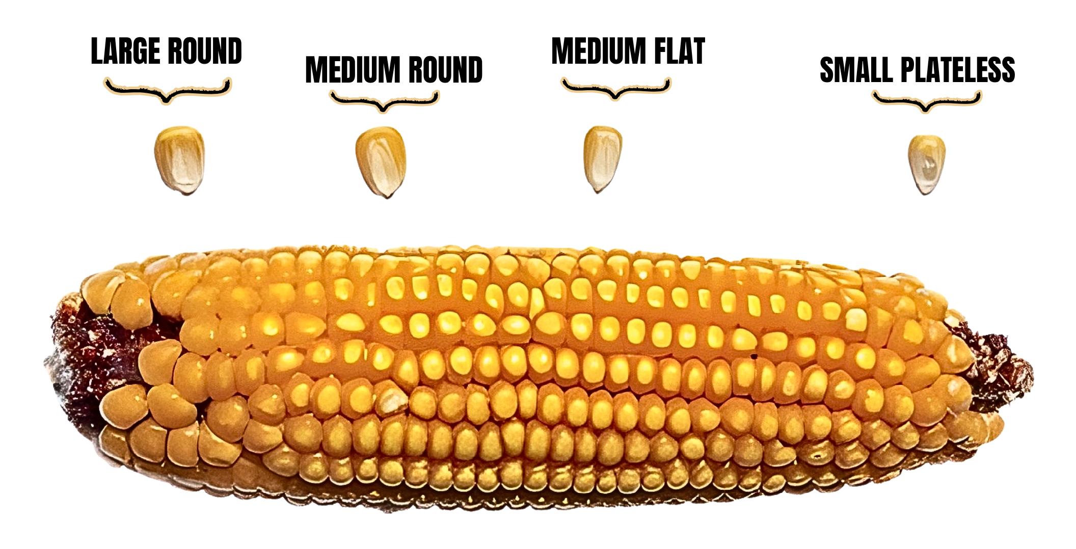 Corn kernel size-01