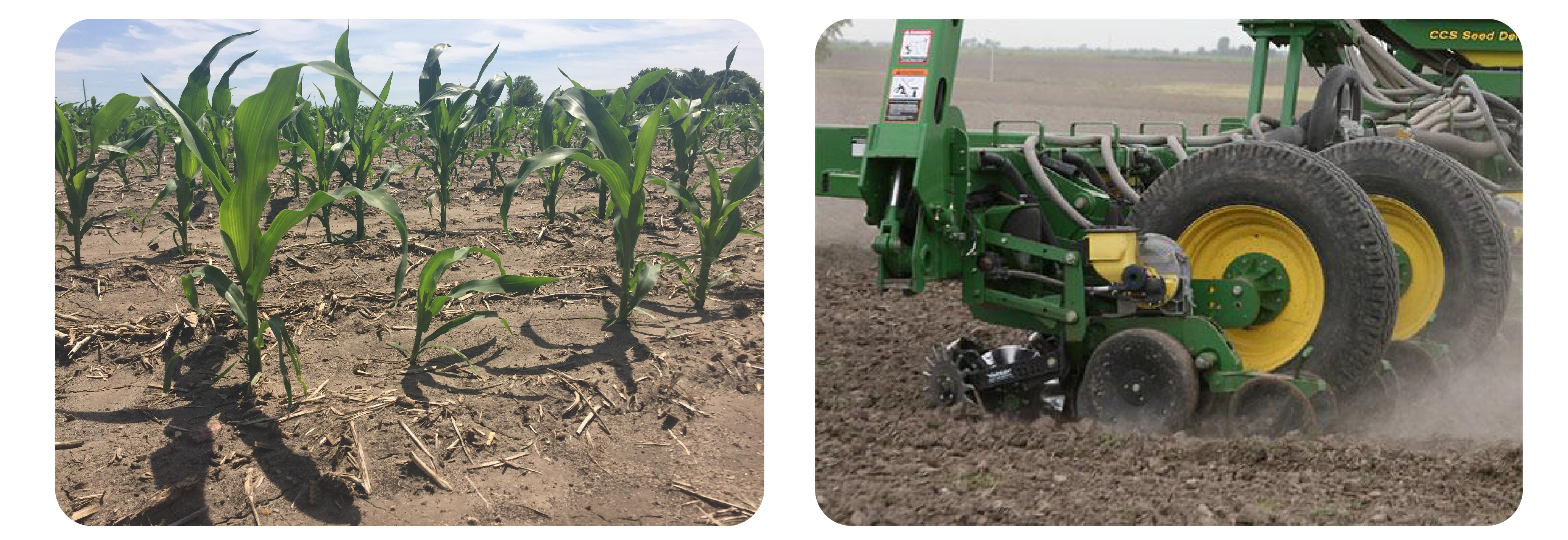 Corn uniformity photos