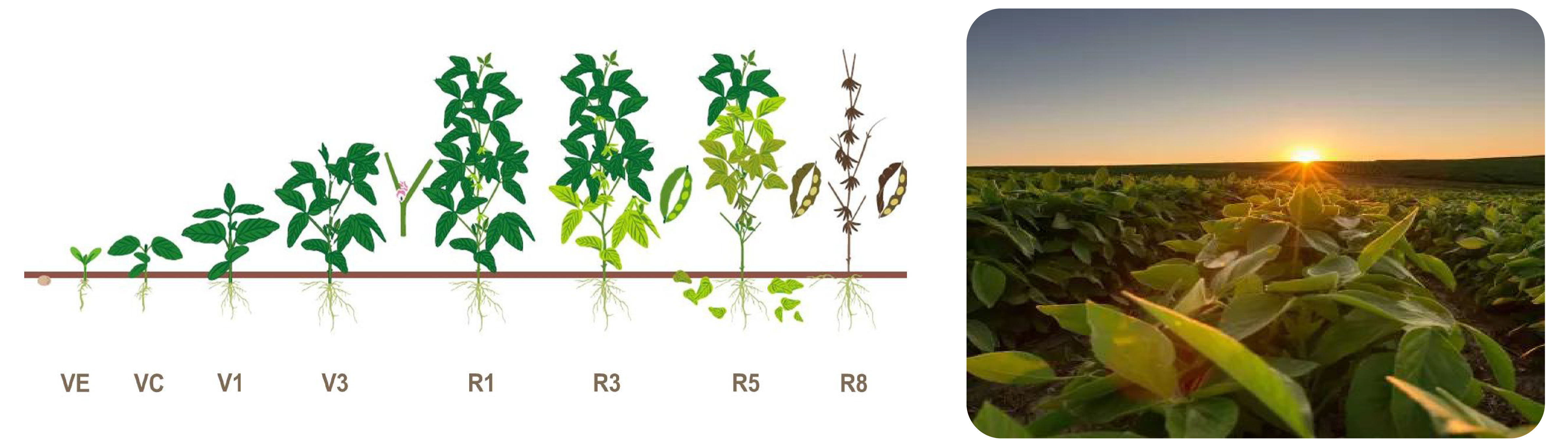 soybean photo panel-09